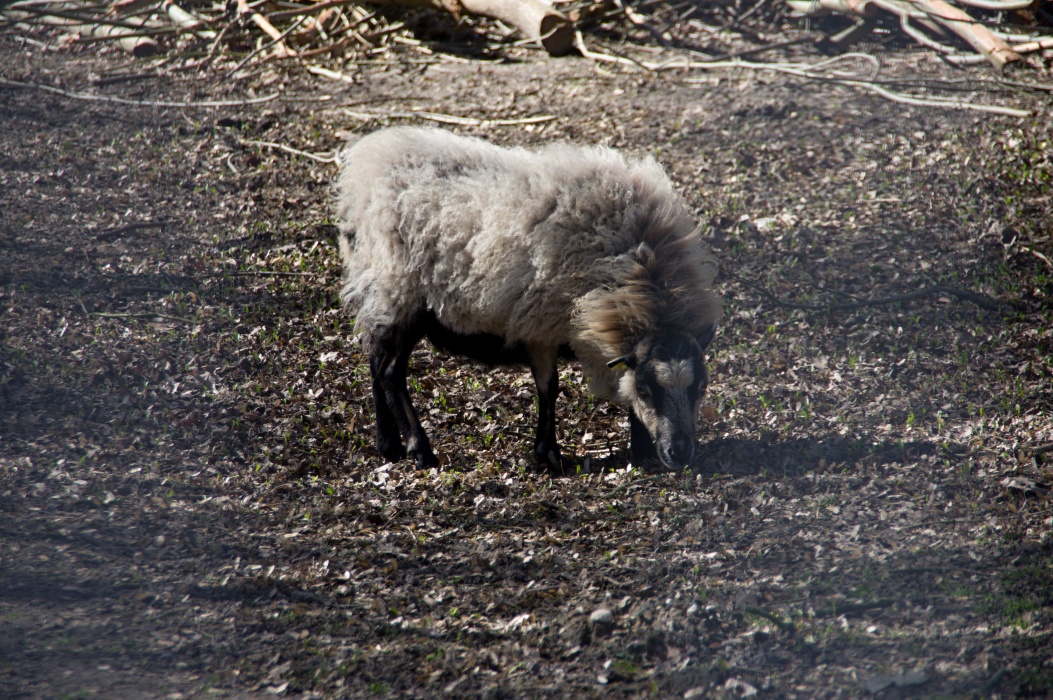 小型の羊